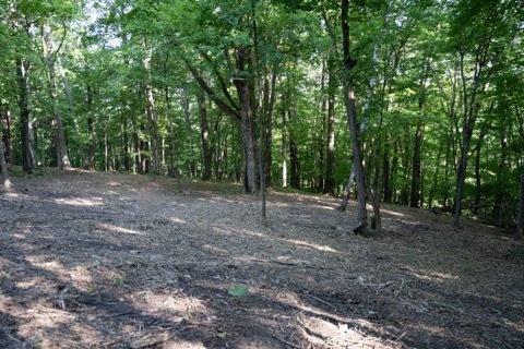 After brush clearing along a wooded path