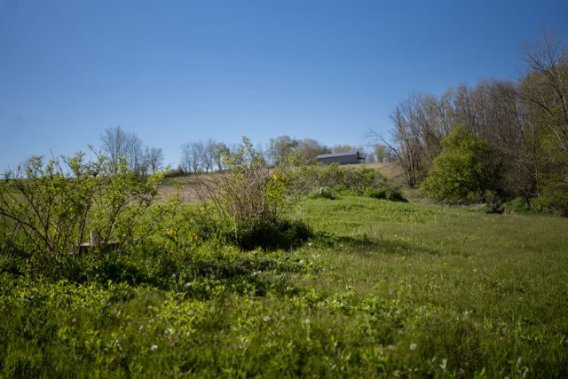 Before clearing along a brushy field edge