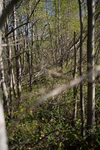 Before brush clearing along a wooded path