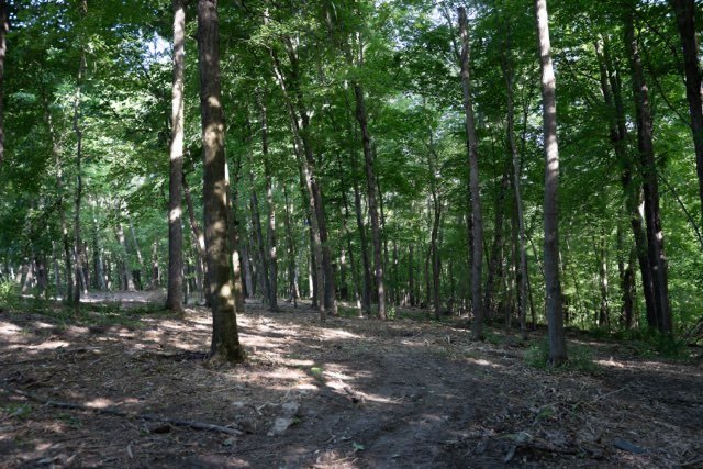 Cleared wooded trail after brush removal
